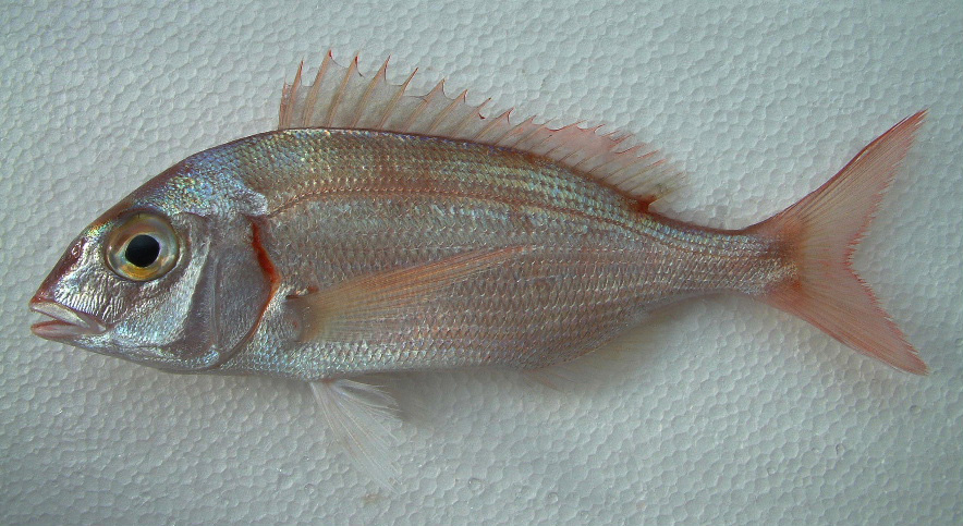 Scheda Famiglia Sparidae